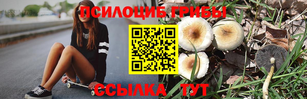 Кингисепп  Псилоцибиновые грибы Psilocybine cubensis  Вход с VPN 